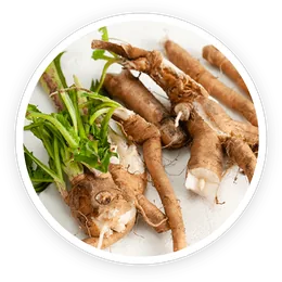 Chicory root inulin
