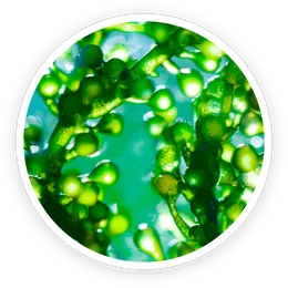 Chlorella powder