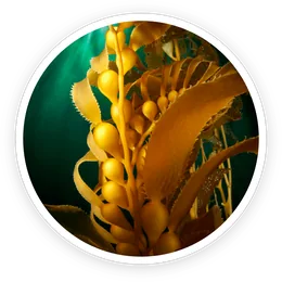 Organic kelp powder