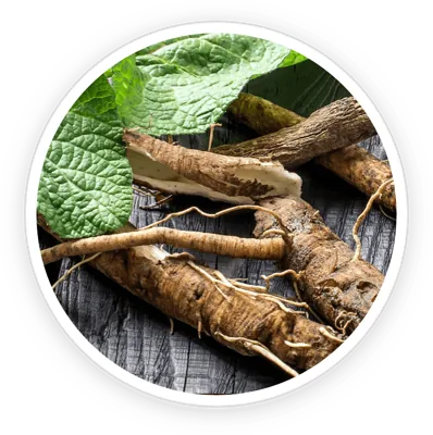 Burdock root
