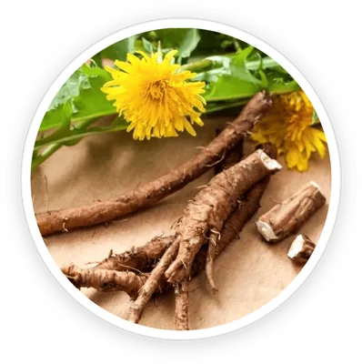 Dandelion root