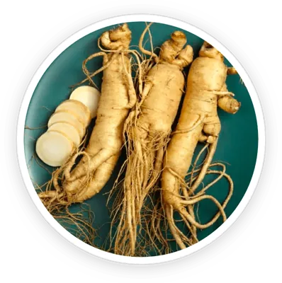 Panax ginseng root