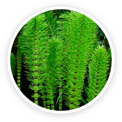 Horsetail plant